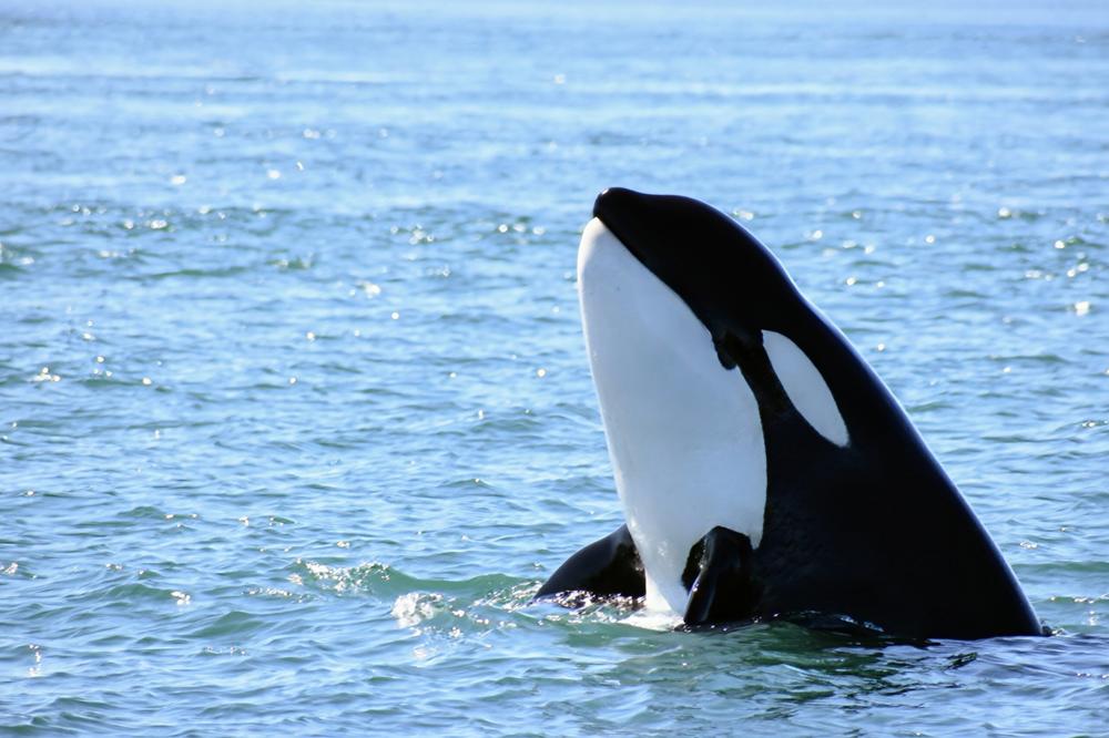 Animales marinos en inglés: shark, whale, octopus y más - Banner