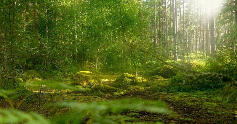 SDGs・環境のイメージ