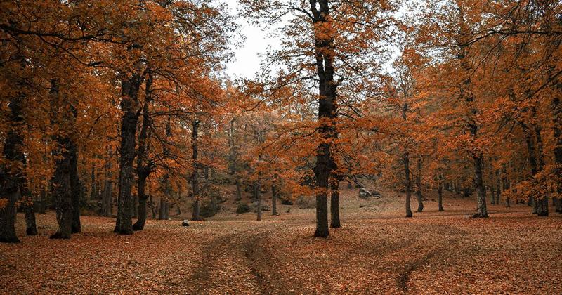 秋の紅葉のイメージ