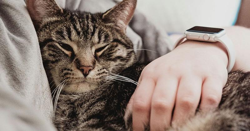 ペットのイメージ