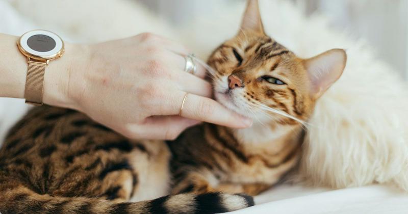 動物病院・ペットケアのイメージ