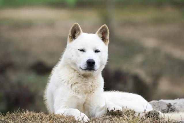 Animal vocabulary in Korean with examples - Banner