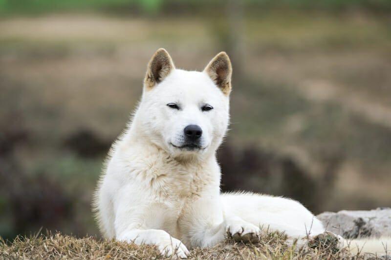 Animal vocabulary in Korean with examples - Banner