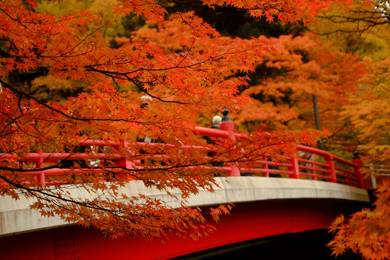 Autumn leaves in Japan