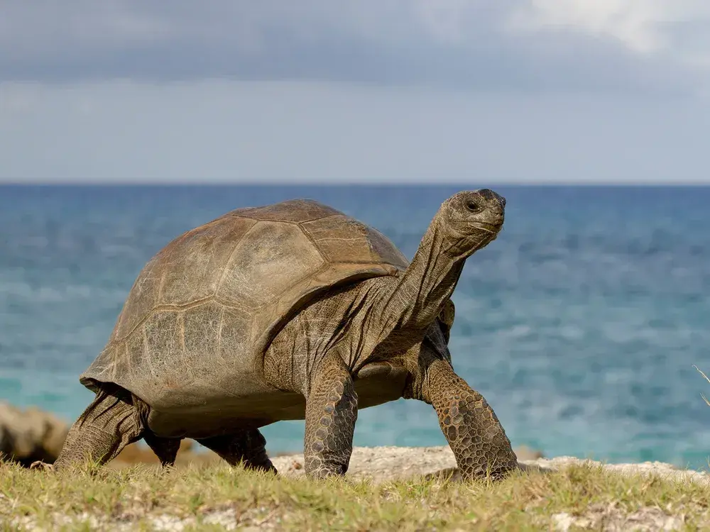 Reptiles y anfibios en inglés con pronunciación - Banner