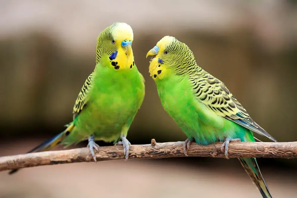 Nombres de aves en inglés: eagle, parrot, penguin y más - Banner