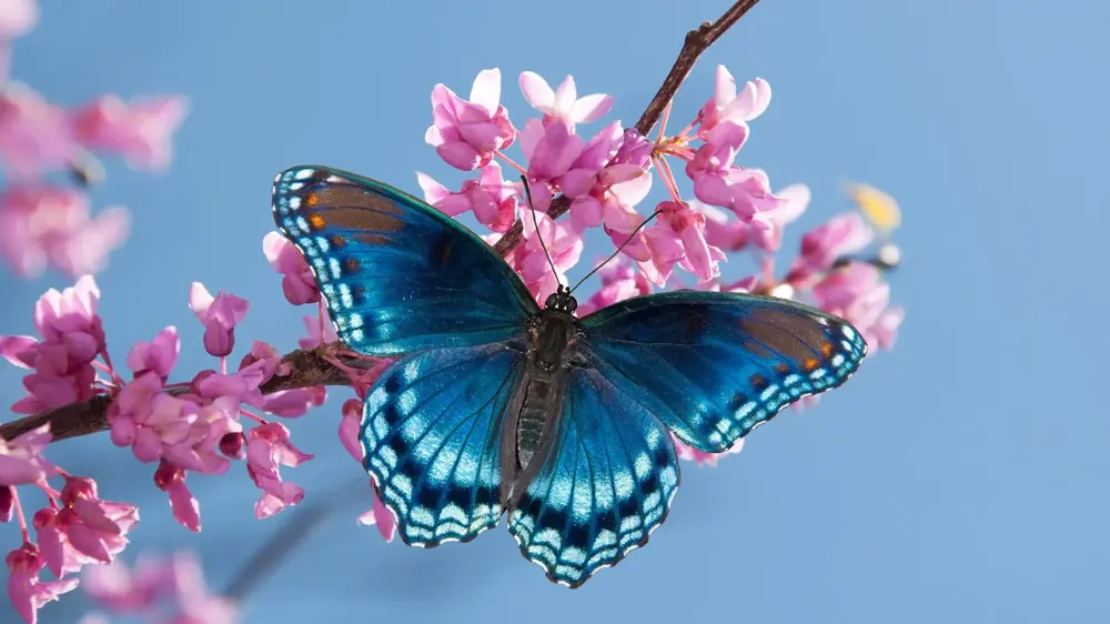 Insectos y bichos en inglés: ant, bee, butterfly y más - Banner