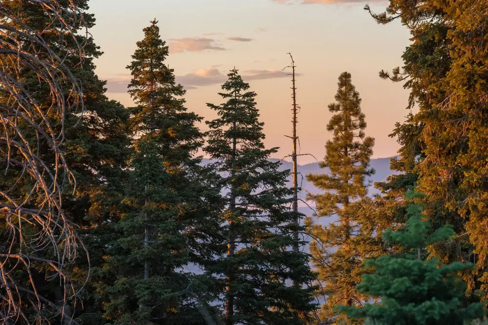 Tipos de árboles en inglés: oak, pine, maple y más - Banner