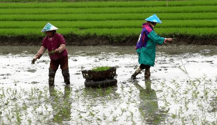 chinese seasons - east asian sowing seeds in spring