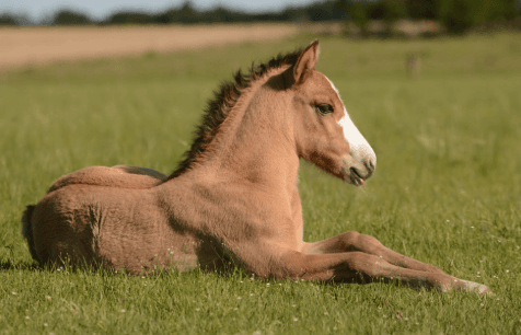 Animal vocabulary in French with examples - Banner