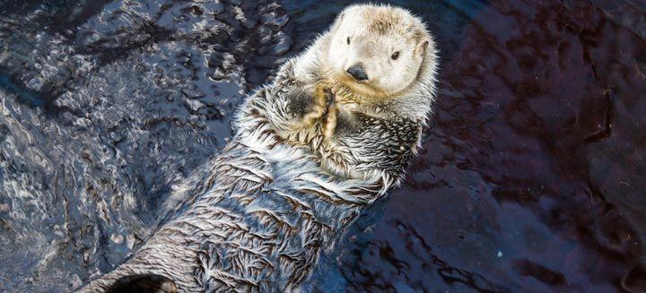 Animal vocabulary in Portuguese with examples - Banner