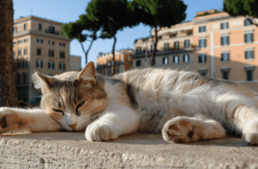 Animal vocabulary in Italian with examples - Banner