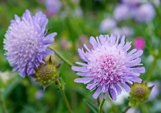 英語の花・植物関連語彙 - Banner