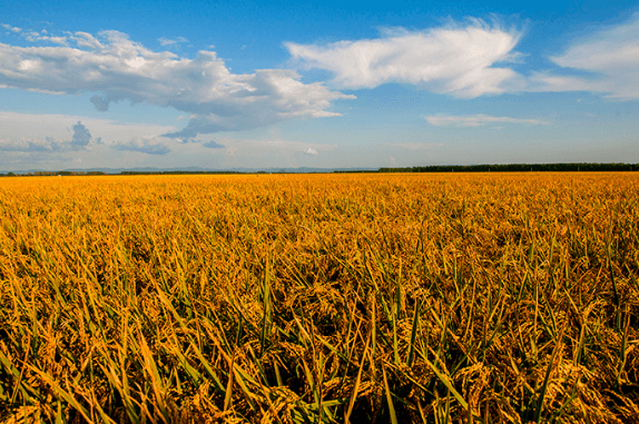 autumn harvest in harmony with nature’s rhythms