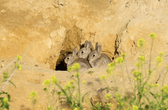 chinese chengyu - banner