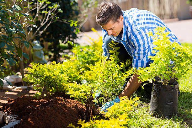 Vocabulario de jardín y plantas en inglés - Banner