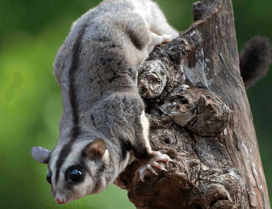 Animal vocabulary in Vietnamese with examples - Banner