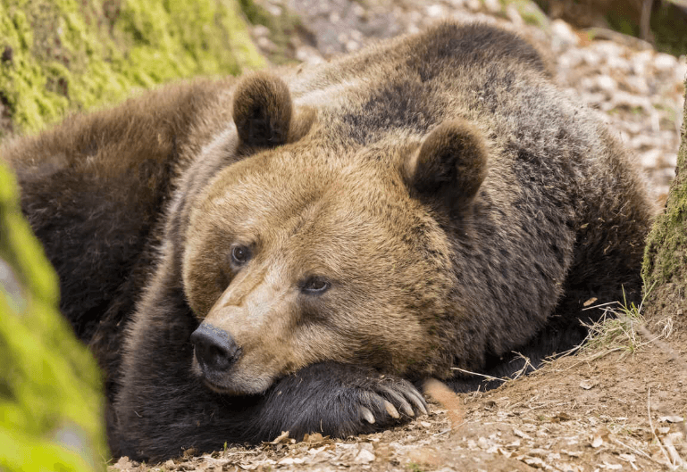 Animal vocabulary in German with examples - Banner