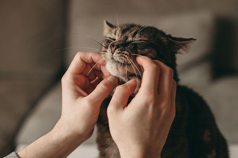 Cómo se dicen los sonidos de los animales en inglés - Banner