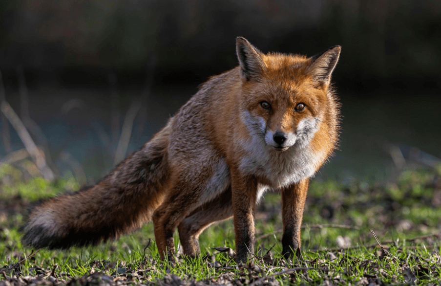 Animal vocabulary in Spanish with examples - Banner