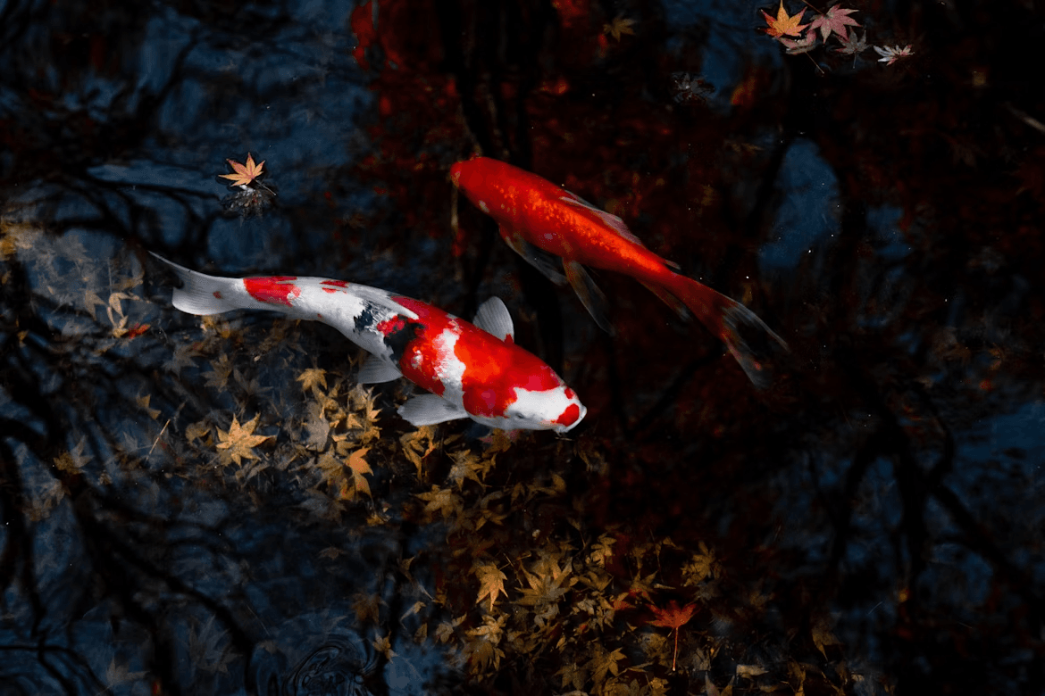 Koi fish passing each other in a pond