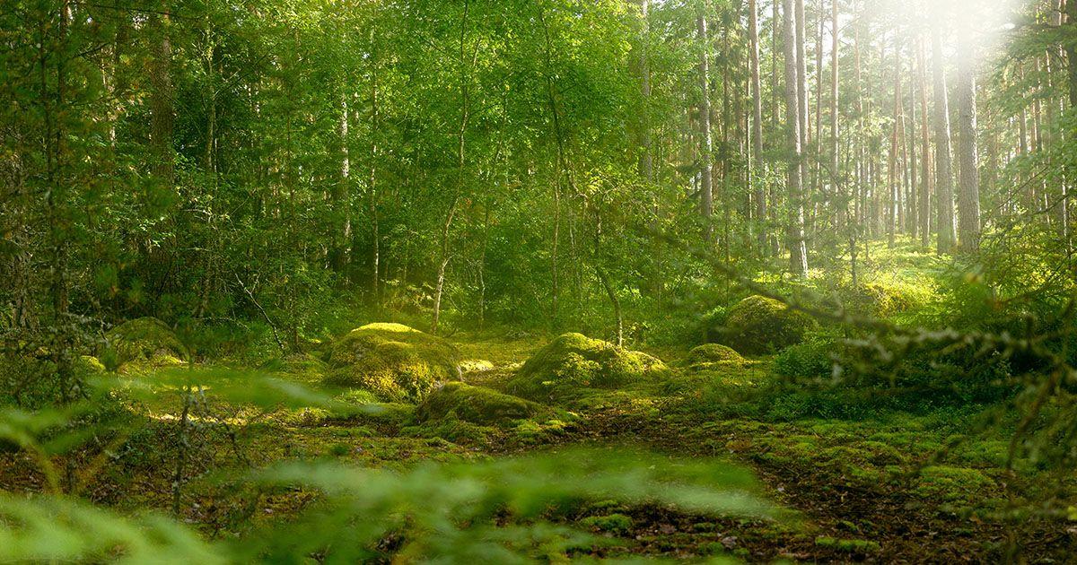 SDGs・環境のイメージ