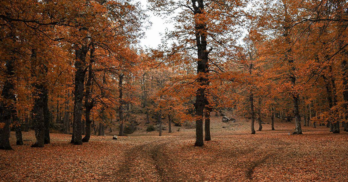 秋の紅葉のイメージ