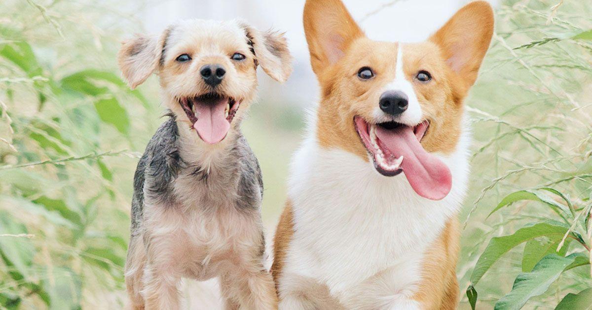 動物のイメージ