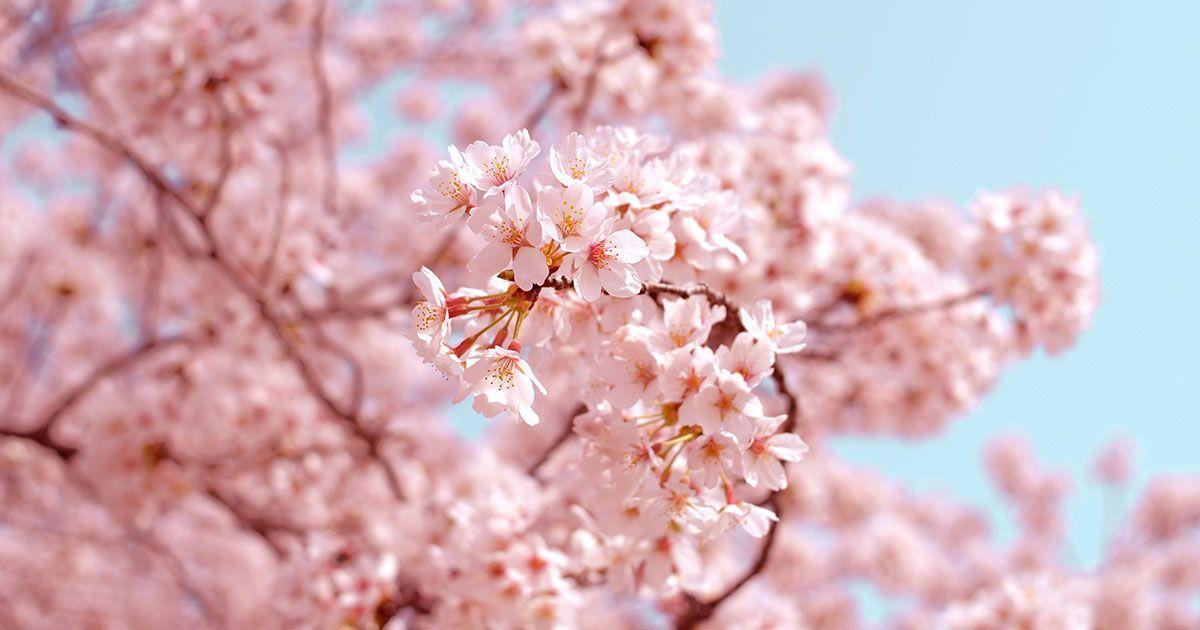 春の桜のイメージ