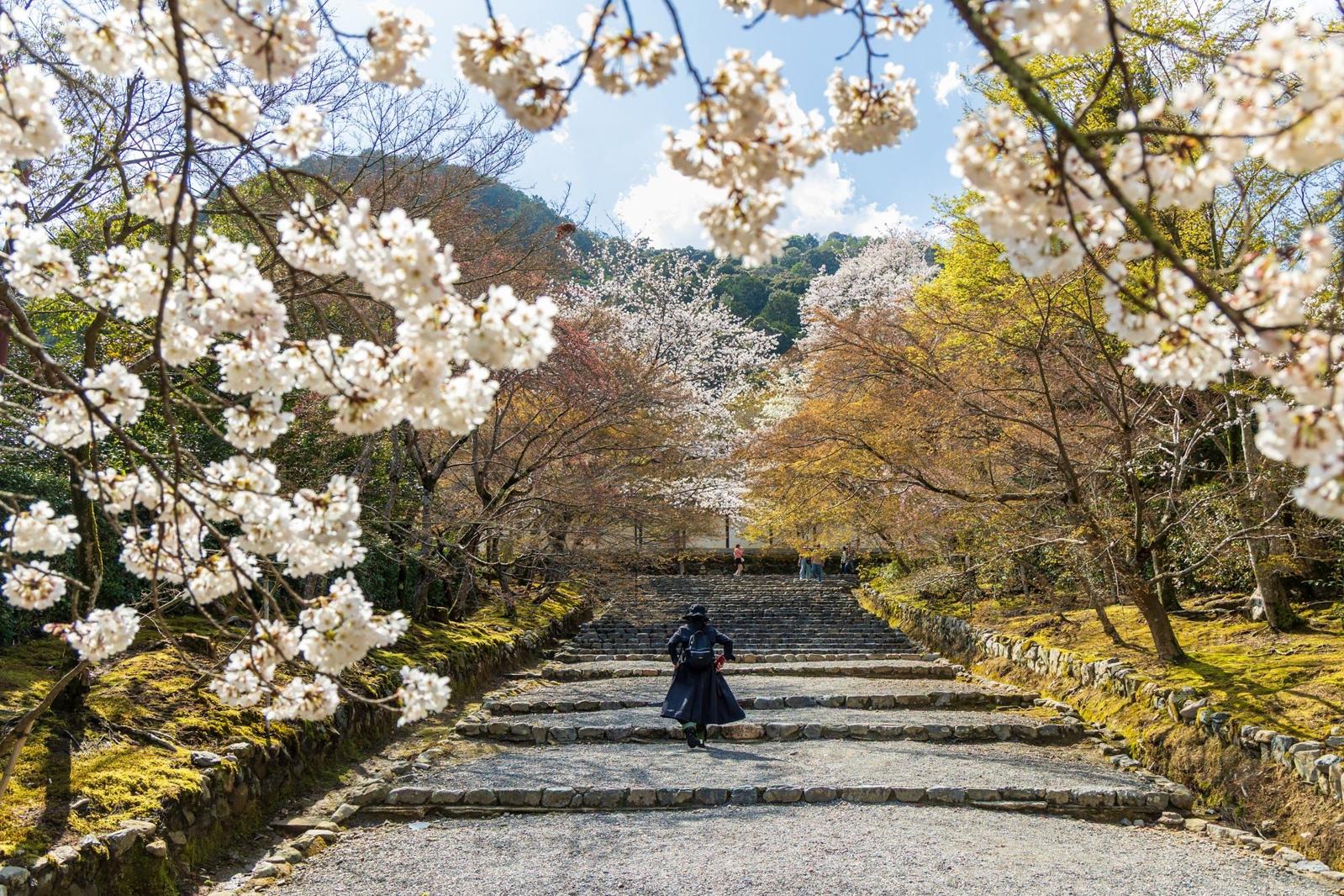 Japan Cherry Blossom Itinerary: 2 Weeks Following the Bloom