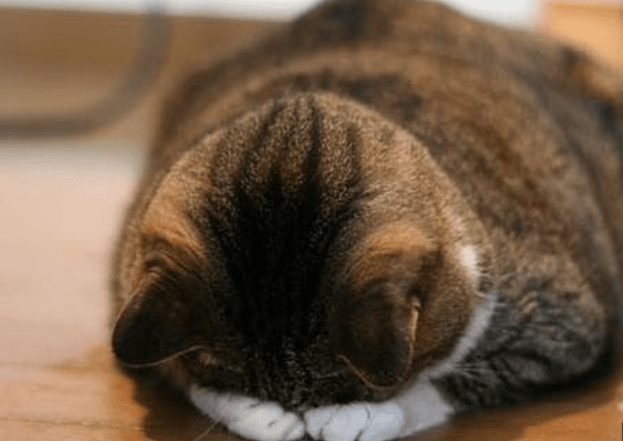 Sorry in Chinese: 对不起, 不好意思, 抱歉, layered apology, how to make up the loss