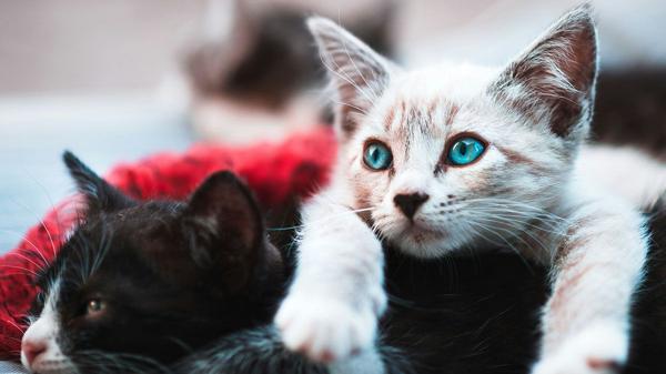 猫は各言語でも「ニャー」と鳴く?世界各国の猫の鳴き声や他の動物の鳴き声、英語の表現も紹介