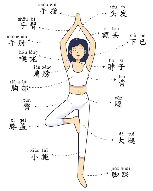 Chinese body parts study with pinyin