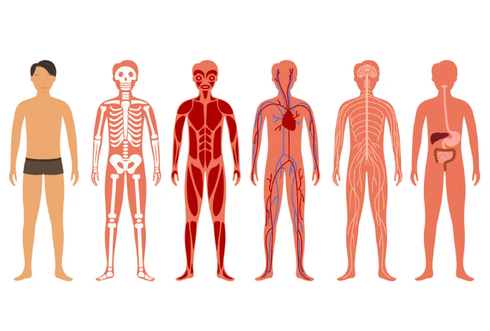 Body part vocabulary - Banner