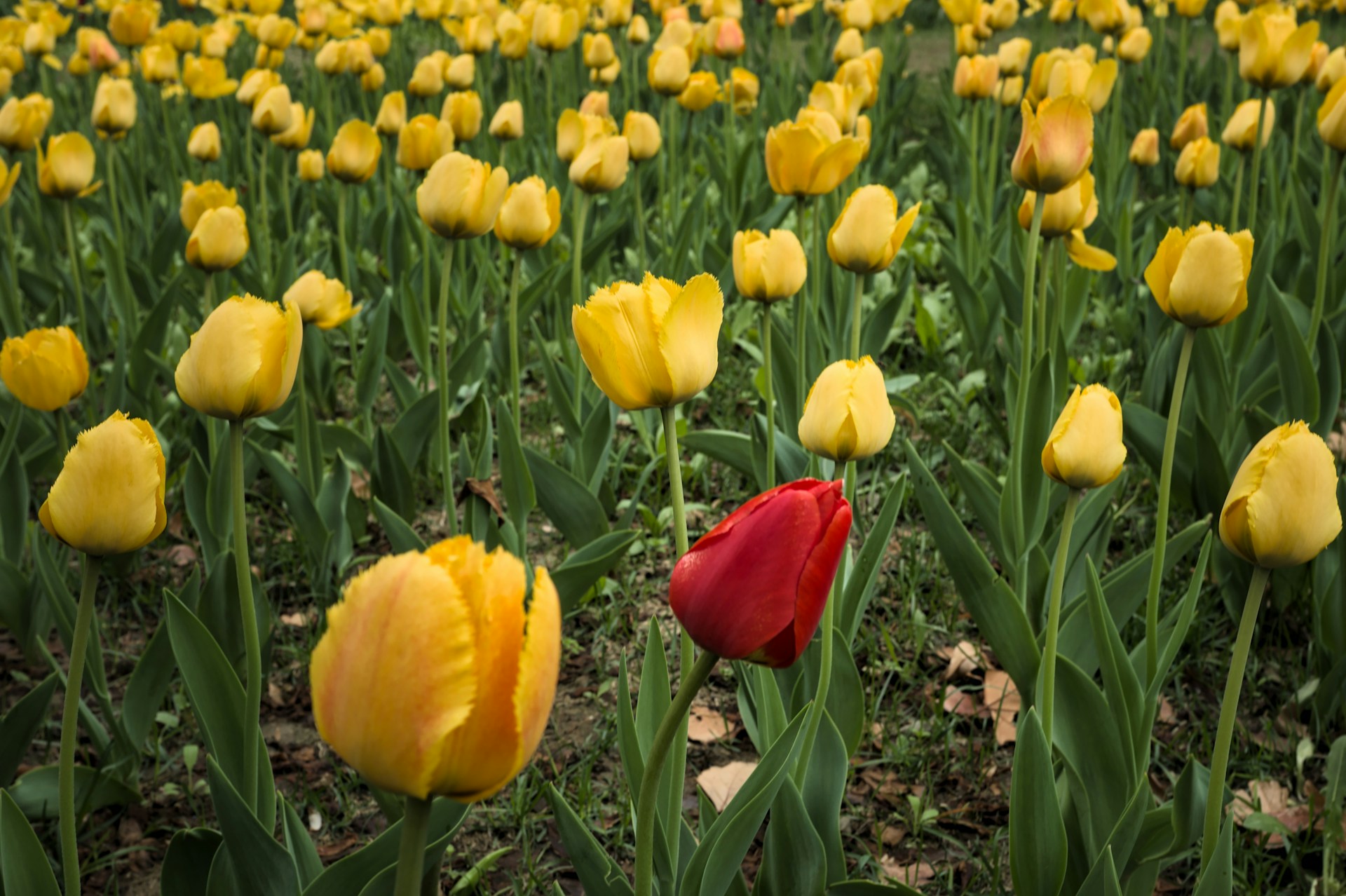 A screenshot of a field of flowers, in which one particular flower isn't quite the same