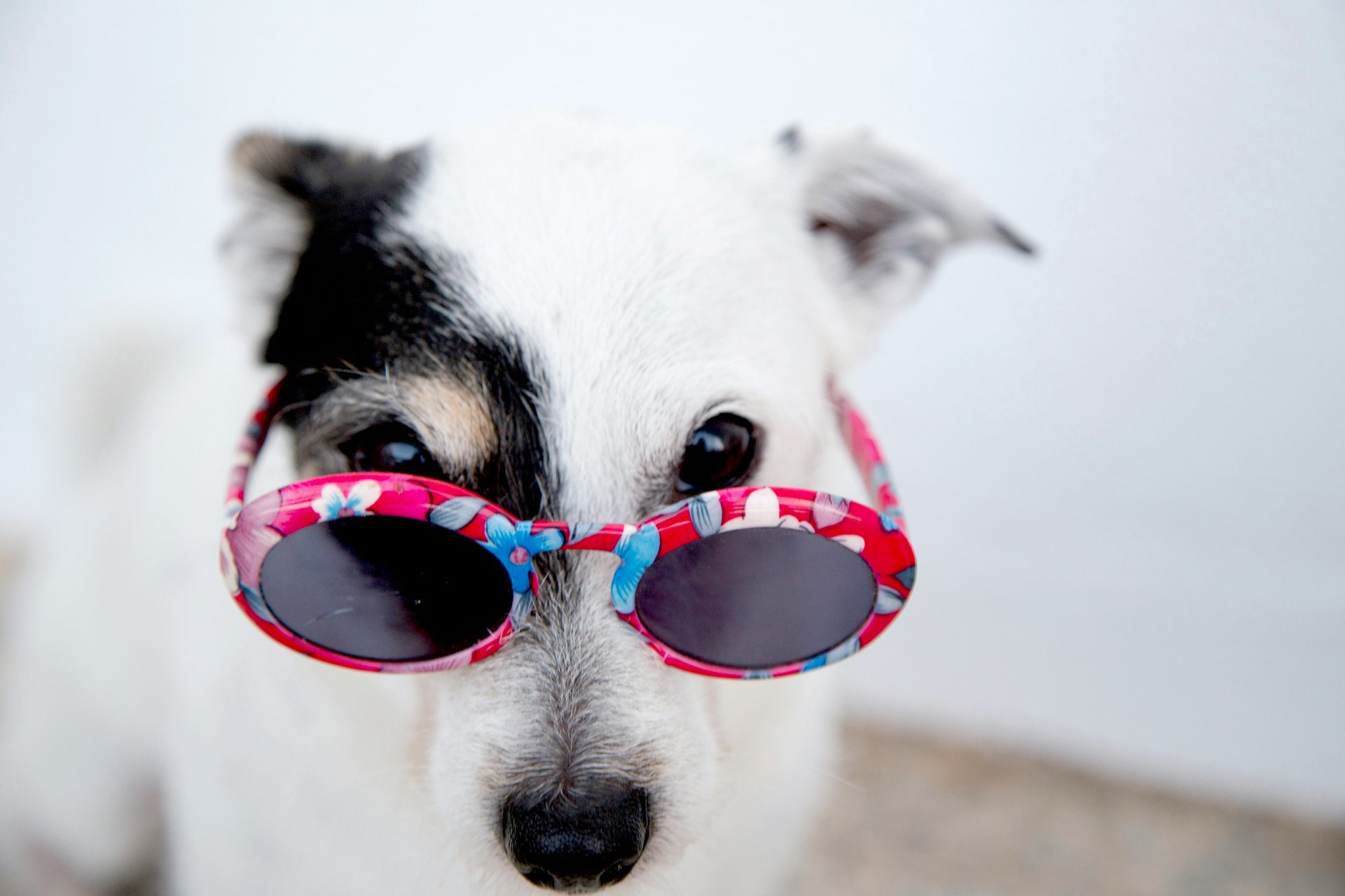 A dog peeking out at you over its glasses, as if to say 'straight up, homie' in English